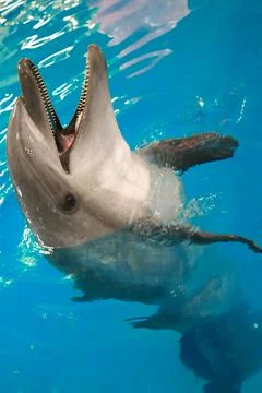 Dolphin in the water opened Stock Photos