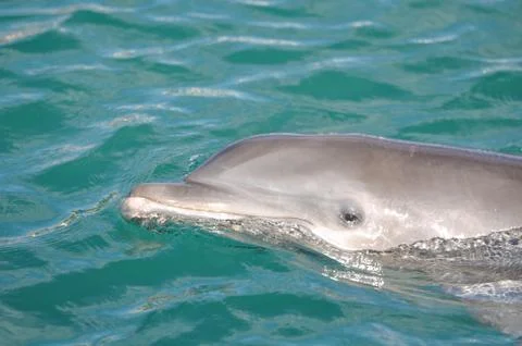 Dolphin in the water Foto stock