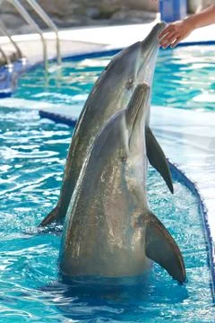 Dolphin in water Stock Photos