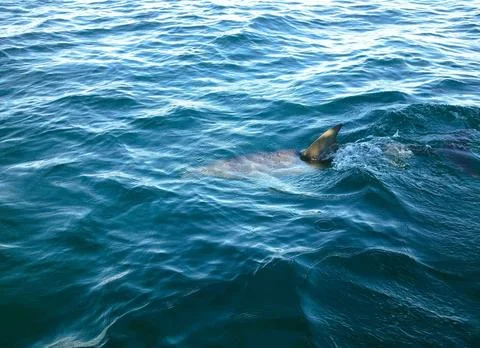 Dolphin In The Water Stock Photos