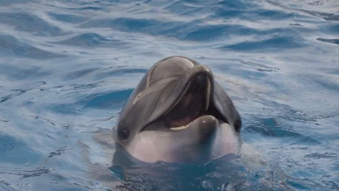 Dolphin in Water Slow Motion Stock Footage 94868392