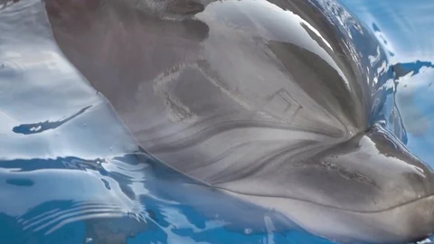 Dolphin in Water Slow Motion Stock Footage 94868440