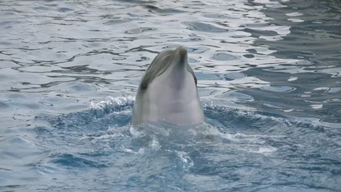 Dolphin in Water Slow Motion Stock Footage 94868474