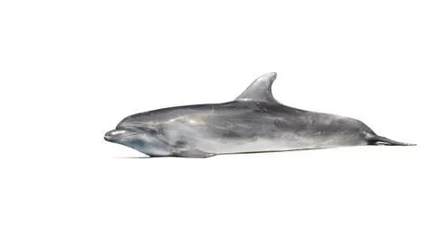 Dolphin on the white Stock-Fotos