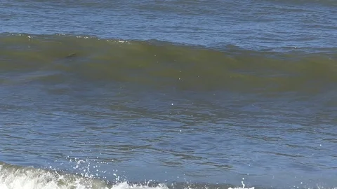 Dolphin zips through breaking wave after fish at shoreline Stock Footage 70025407