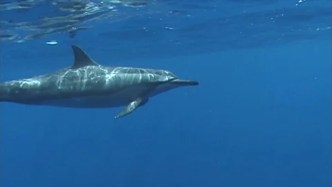 Dolphin7 Video stock 81226958