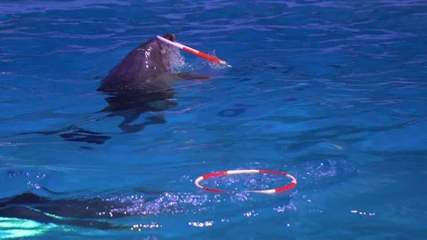 Dolphinarium, Dolphin show and performance during show in water park. dolphins Stock Footage 101315493