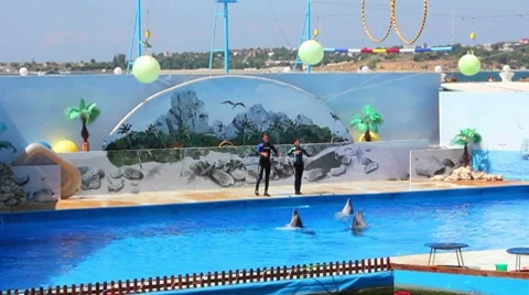 Dolphinarium Stock Footage 8641172