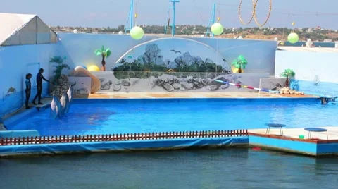 Dolphinarium Stock Footage 8641404
