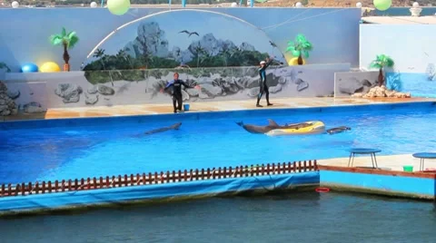 Dolphinarium Stock Footage 8645332