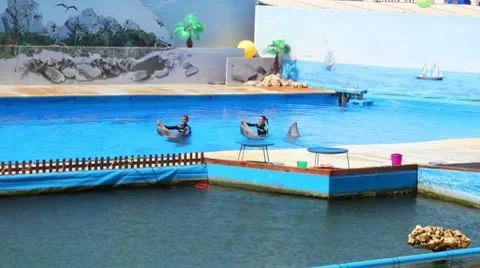 Dolphinarium Stock Footage 8646168