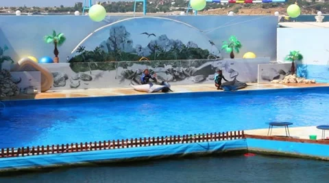 Dolphinarium Stock Footage 8646192