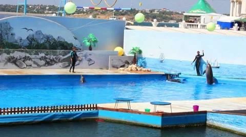 Dolphinarium Stock Footage 8646288