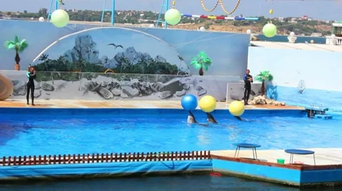 Dolphinarium Stock Footage 8646798
