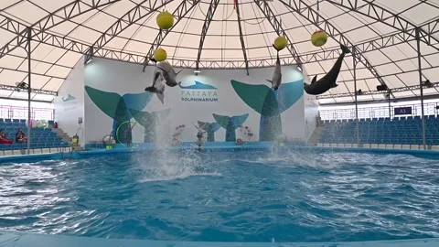 Dolphinarium Pattaya Video stock 161481191