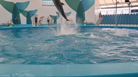 Dolphinarium Pattaya Video stock 161481224