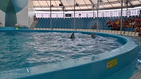 Dolphinarium Pattaya Video stock 161481232