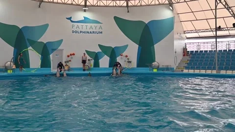 Dolphinarium Pattaya Video stock 161481241