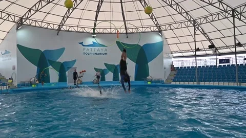 Dolphinarium Pattaya Video stock 161481261