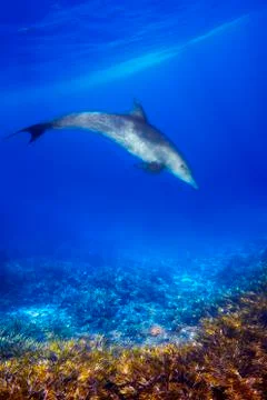 Dolphind and Corals Stock Photos