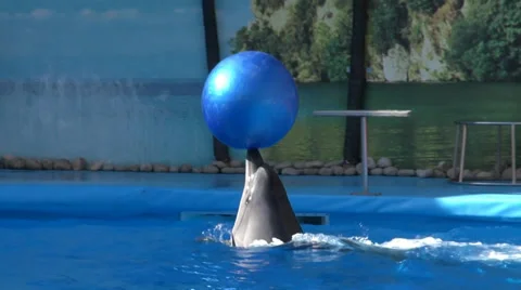 Dolphine show in the reserve Video stock 34834756