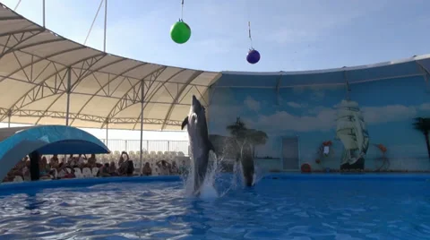 Dolphine show in the reserve Video stock 34834760
