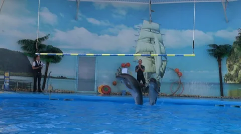 Dolphine show in the reserve Video stock 34834777