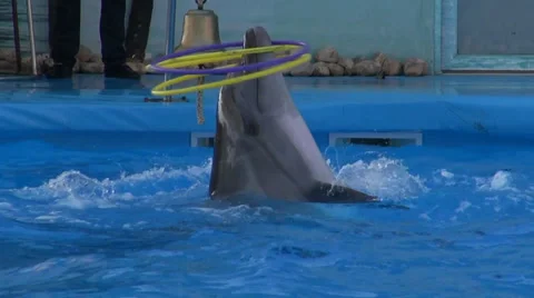 Dolphine show in the reserve Video stock 34834778