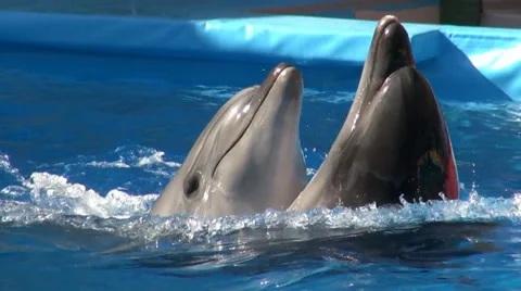 Dolphine show in the reserve Video stock 34834862