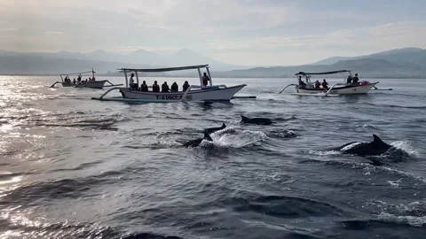 Dolphine Tours Stock Footage 290291665