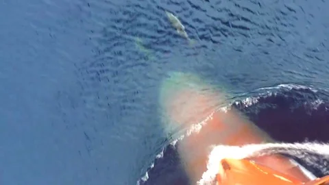 Dolphines and vessel prow Stock Footage 69075375