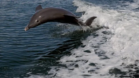 Dolphines having fun while swimming and jumping in sea waves Stock Footage 94115089