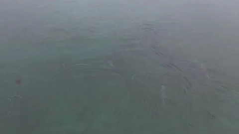 Dolphines santa 2 Stock Footage 130214360