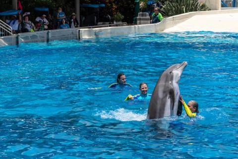 Dolphing dancing with trainers in Dolphin Days show at Seaworld Fotos Stock