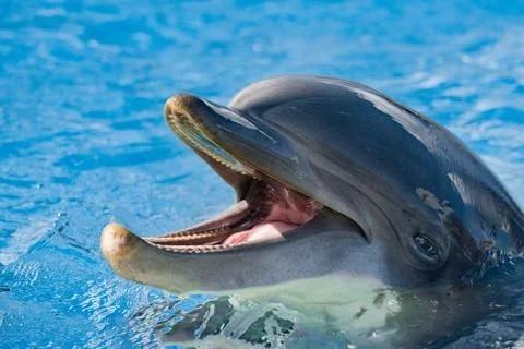Dolphing smiling close up portrait Stock Photos