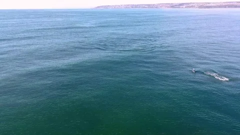 Dolphins 1 Stockbeeldmateriaal 188749334