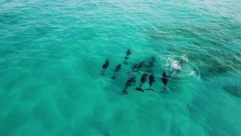 Dolphins 1 Stock-Footage 280009800