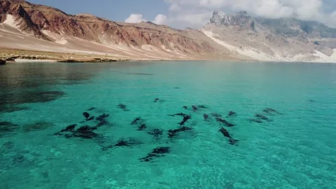 Dolphins 10 Stock-Footage 280010041