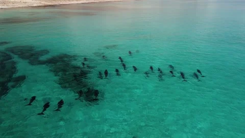 Dolphins 11- Stock Footage 280018318