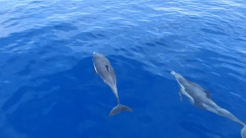 Dolphins 2 Stock Footage 93150139