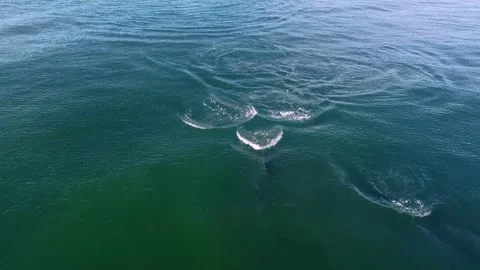 Dolphins 2 Stockbeeldmateriaal 188749351