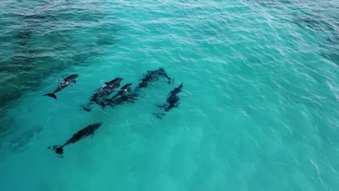 Dolphins 2 Stock-Footage 280015945