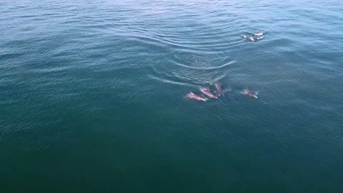 Dolphins 3 Stockbeeldmateriaal 188749099