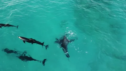 Dolphins 3- Stock Footage 280020281