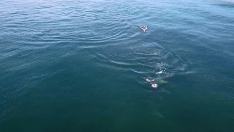 Dolphins 4 Stockbeeldmateriaal 188749252