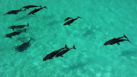 Dolphins 5- Stock Footage 280019284