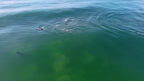 Dolphins 6 Stockbeeldmateriaal 188748612