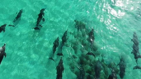 Dolphins 6- Stock Footage 280022595