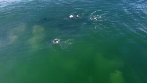 Dolphins 7 Stockbeeldmateriaal 188748613