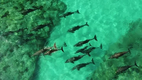 Dolphins 7- Stock-Footage 280023656